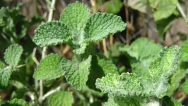 Propiedades del marrubio, efectos secundarios y cómo tomarlo