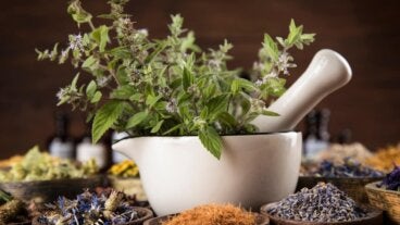 13 plantas medicinales para limpiar riñones y vías urinarias