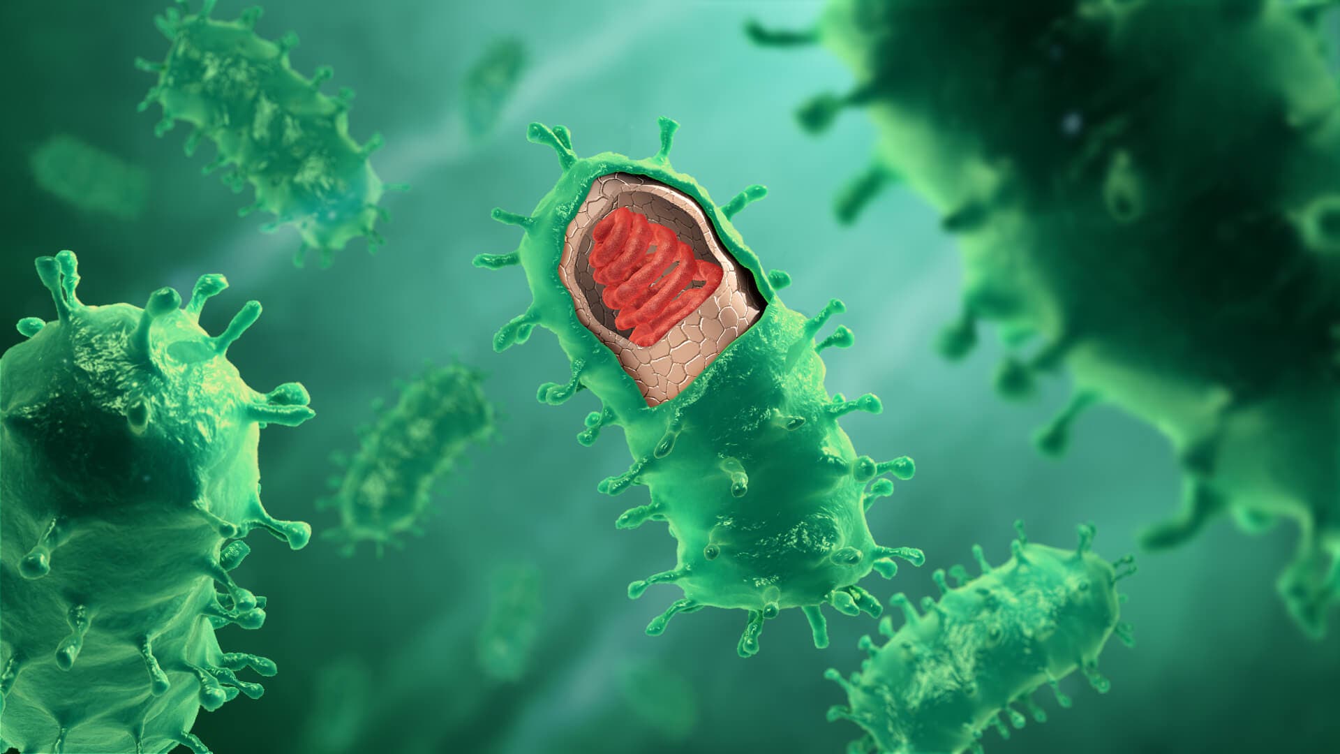 Virus de la rabia.