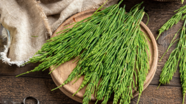 5 beneficios de tomar infusión de cola de caballo