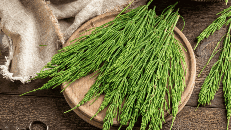 5 beneficios de tomar infusión de cola de caballo