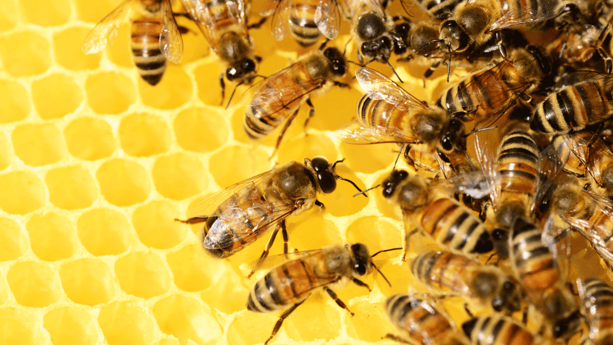 Abejas en panal