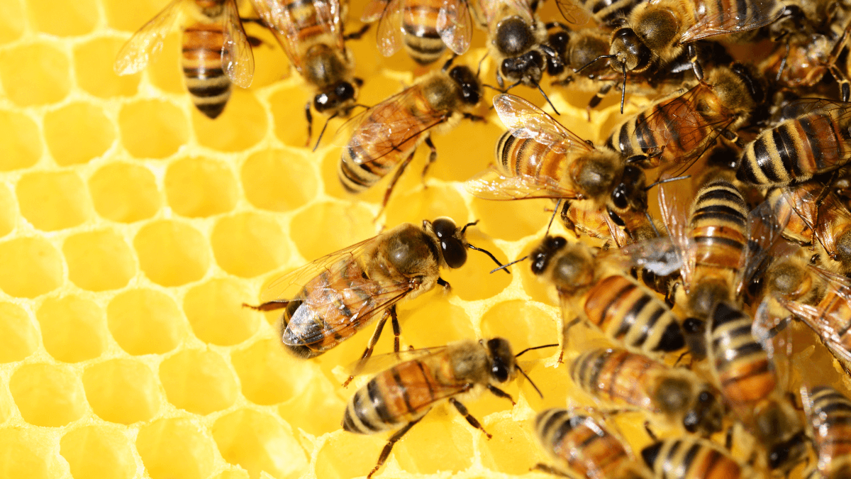 Abejas en panal