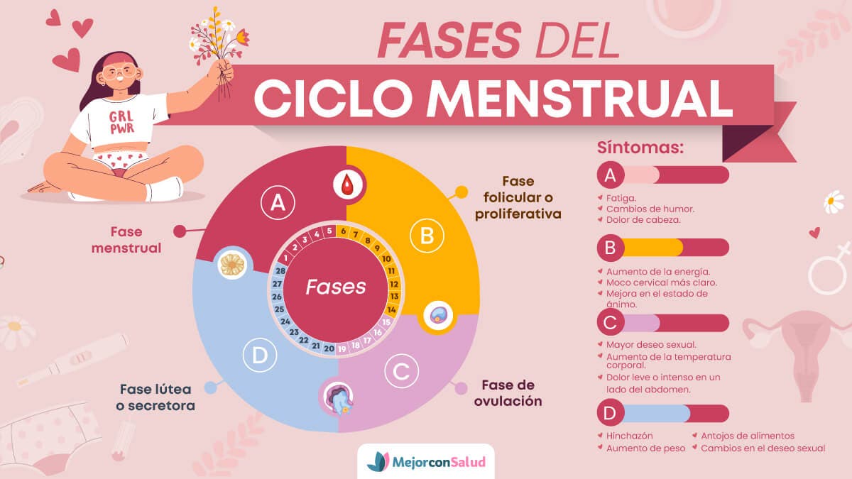 Fases del ciclo menstrual.