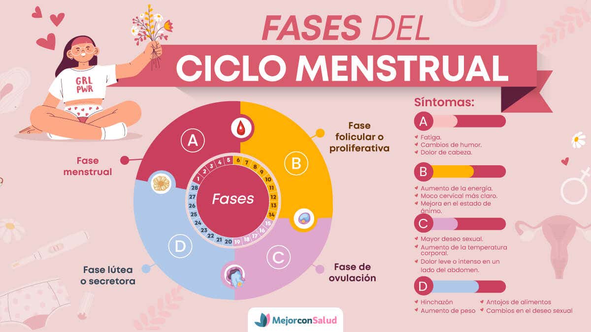 Cu ntas Fases Tiene El Ciclo Menstrual Y C mo Reconocerlas Radio Caribe Cu ntas Fases Tiene El Ciclo Menstrual Y C mo Reconocerlas Radio Caribe