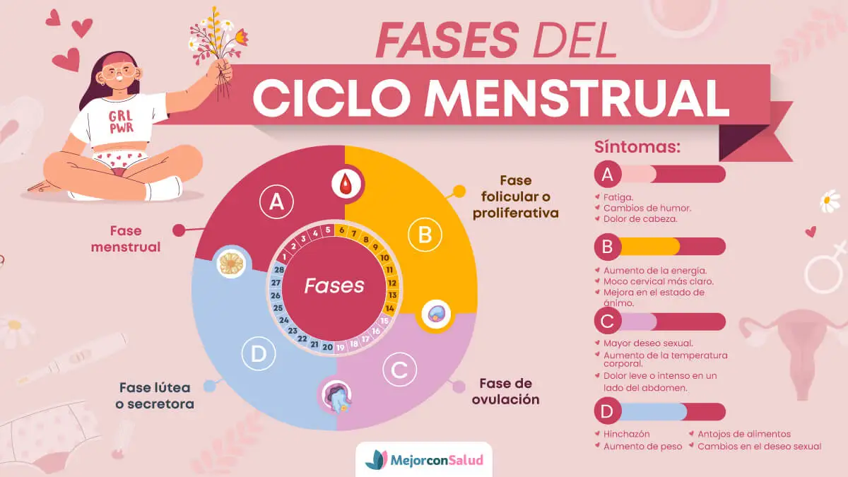 Fases del ciclo menstrual.