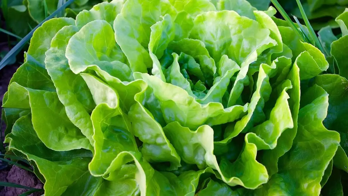 Beneficios de la lechuga: butterhead
