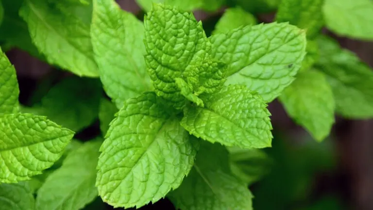 Menta piperita: propiedades, usos y beneficios en el cuerpo