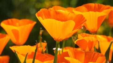 Propiedades de la amapola de California para dormir mejor