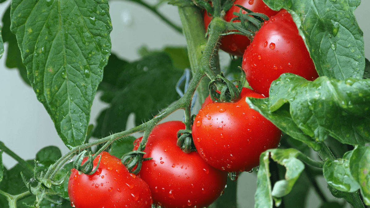 Tomates con antioxidantes.