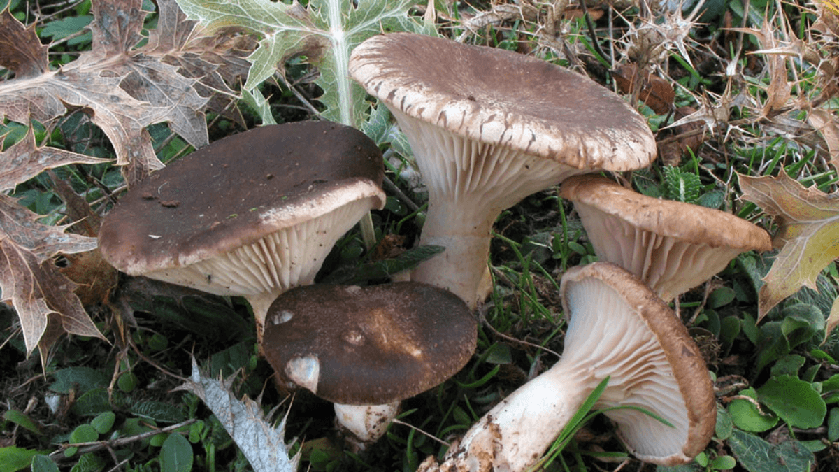 setas de cardo