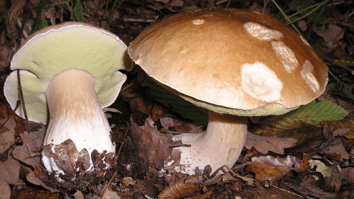 Tipos de «Boletus» comestibles y sus propiedades