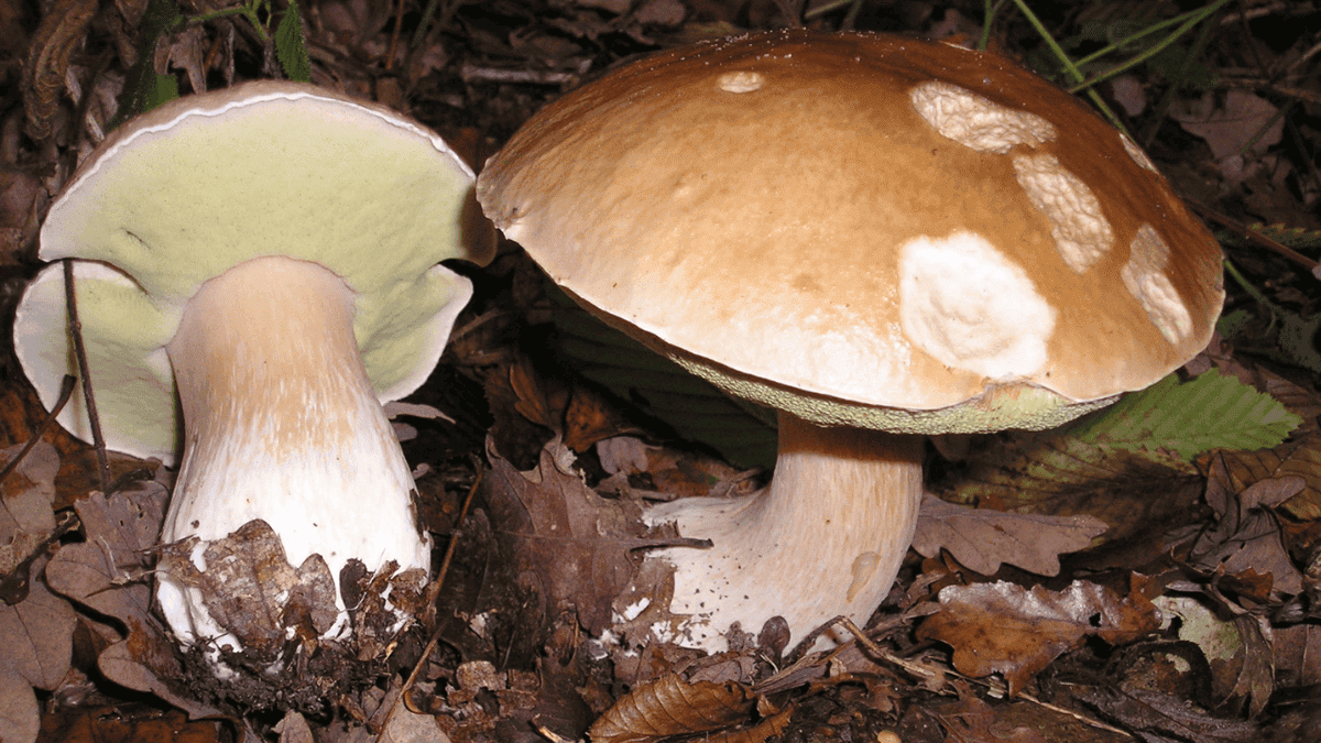 Boletus edulis