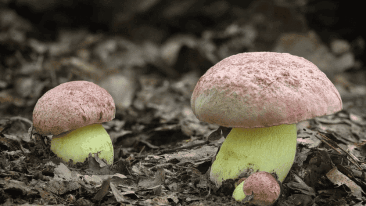 Boletus regius