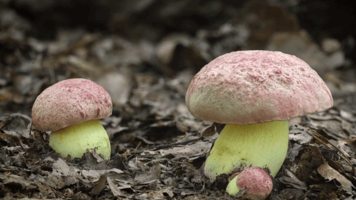 Boletus regius
