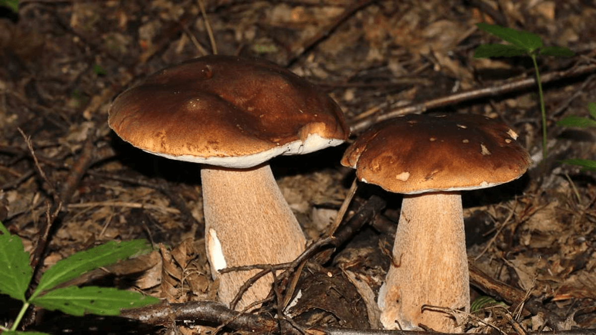 Boletus reticulatus