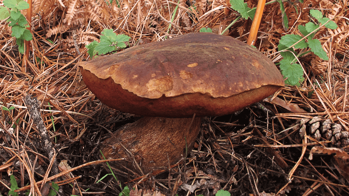 Boletus erythropus var. erythropus