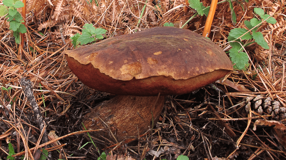 Boletus erythropus var. erythropus