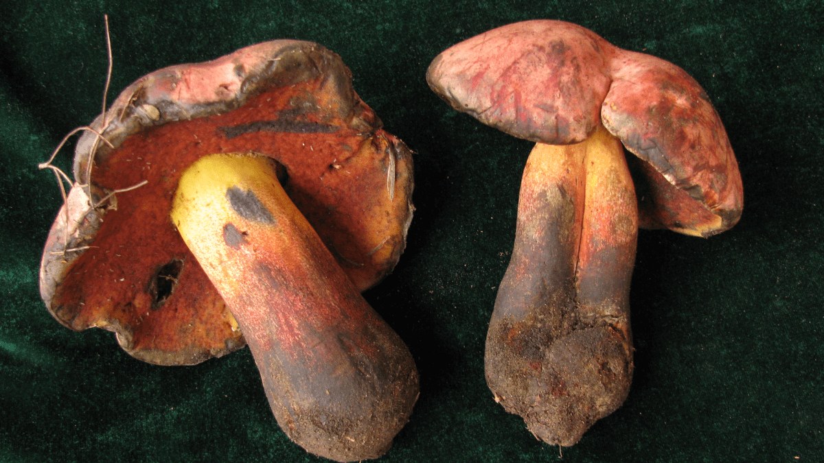 Boletus queletii