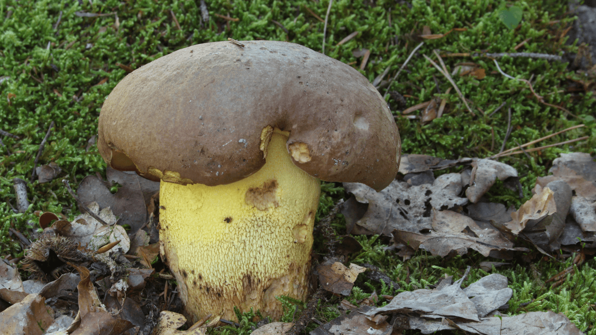Boletus appendiculatus