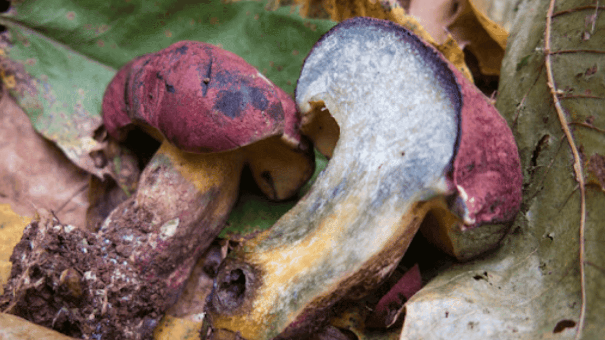 Boletus spretus