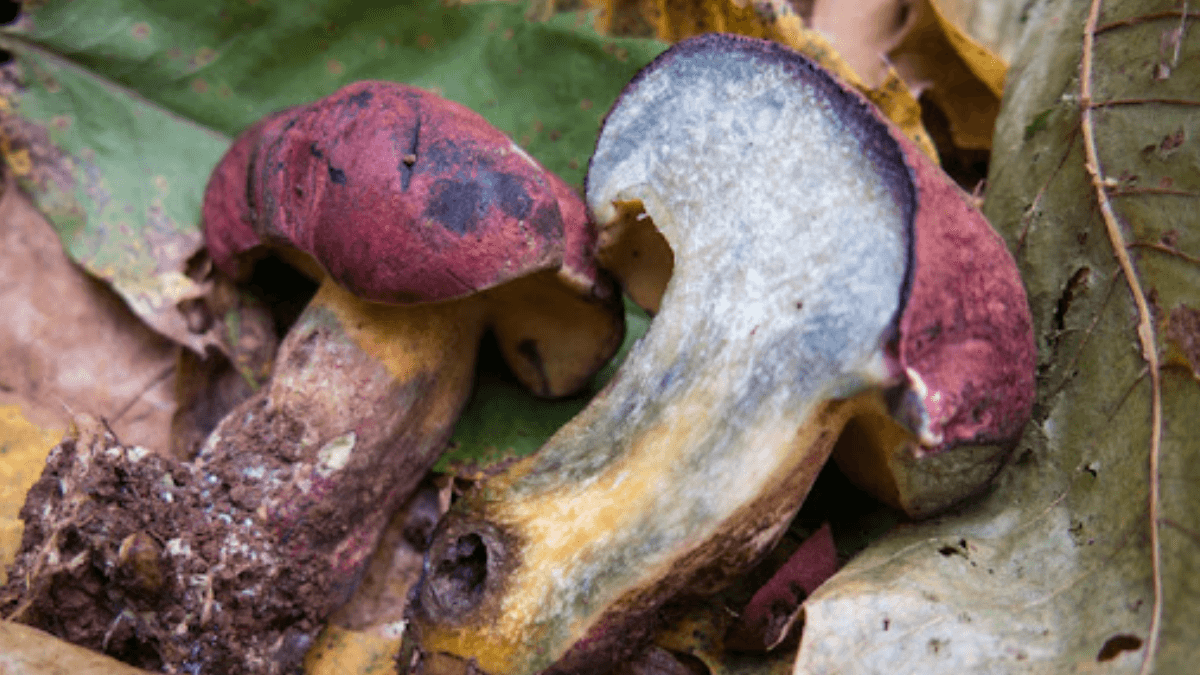 Boletus spretus