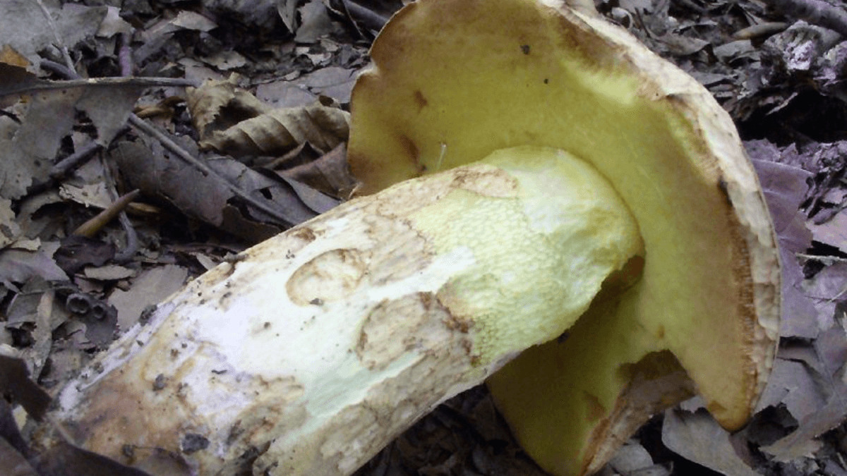 Boletus impolitus