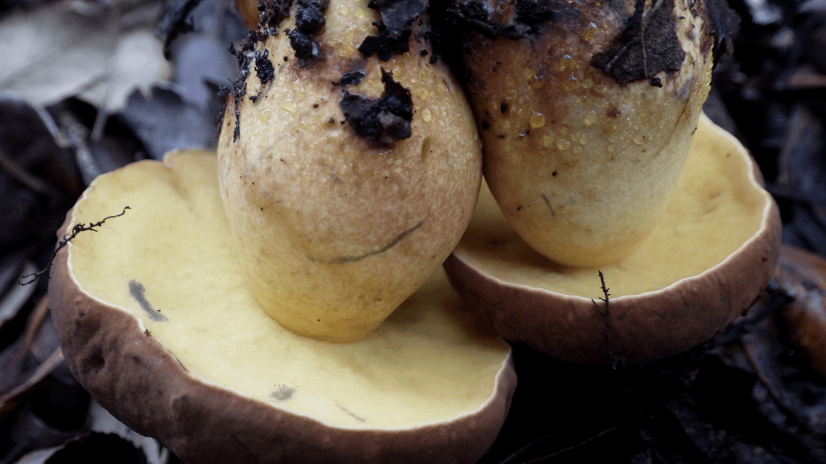 Boletus fragrans