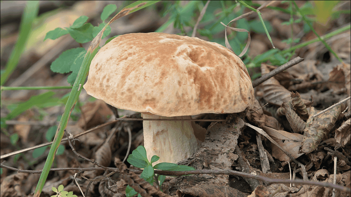 Boletus depilatus