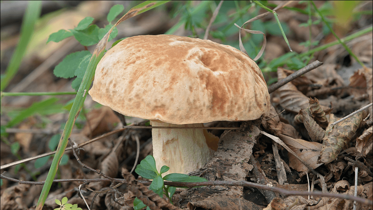 Boletus depilatus