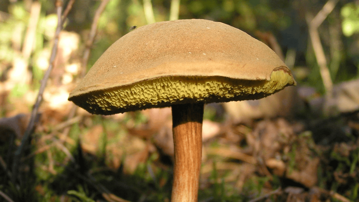 Boletus subtomentosus