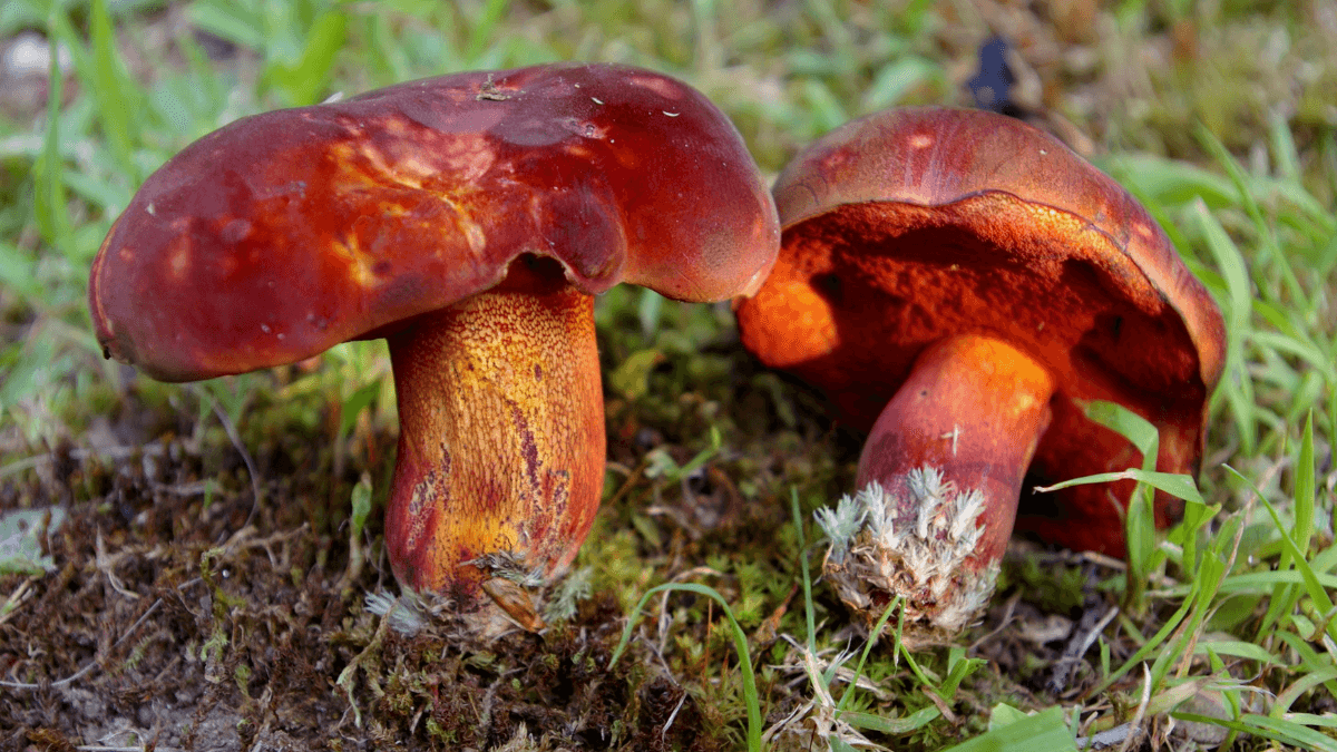 Boletus permagnificus