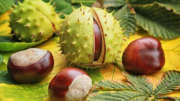 ¿Para qué sirve el castaño de indias? Propiedades y contraindicaciones