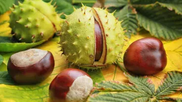 ¿Para qué sirve el castaño de indias? Propiedades y contraindicaciones