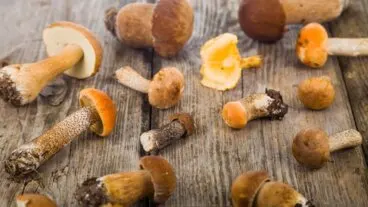 Tipos de «Boletus» comestibles y sus propiedades