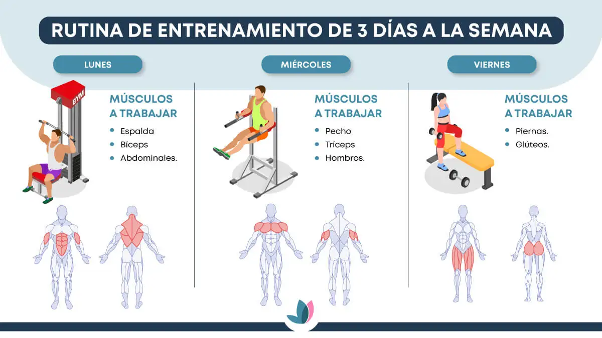 Músculos a trabajar en rutina de entrenamiento de 6 días a la semana