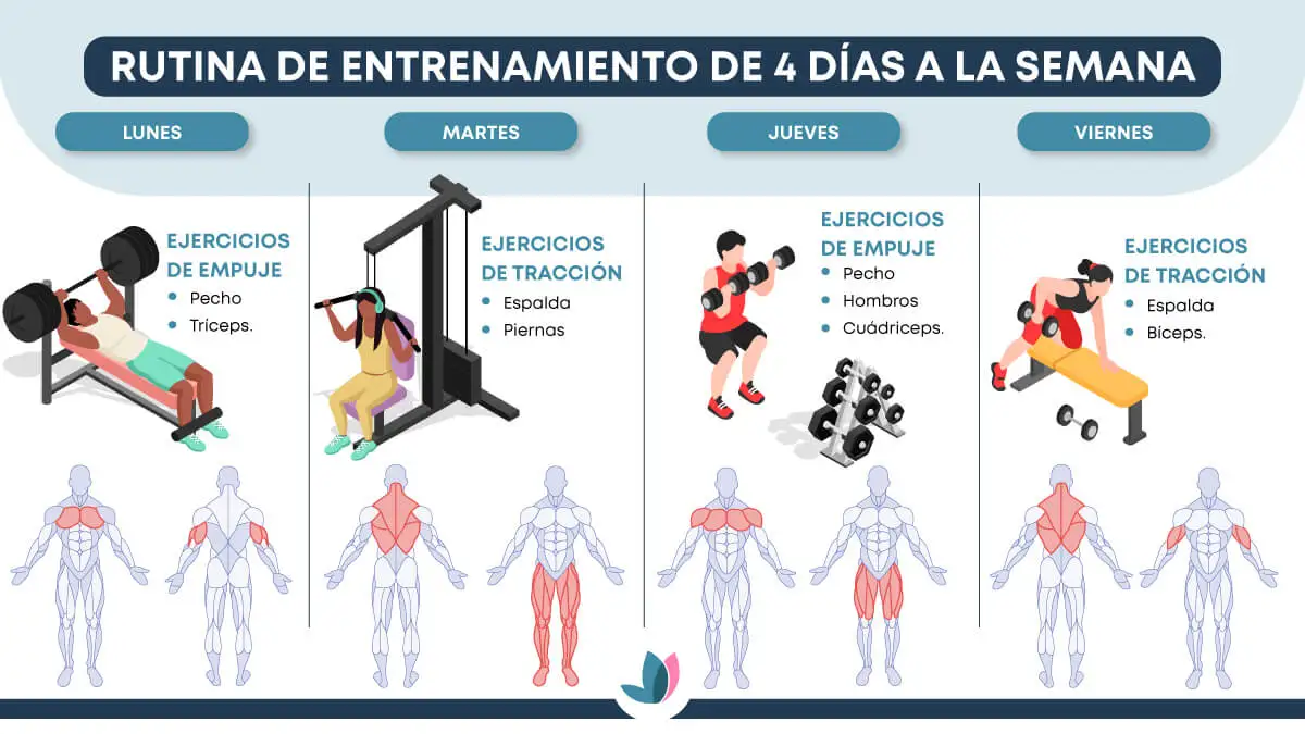 Músculos a trabajar en rutina de entrenamiento de 4 días a la semana