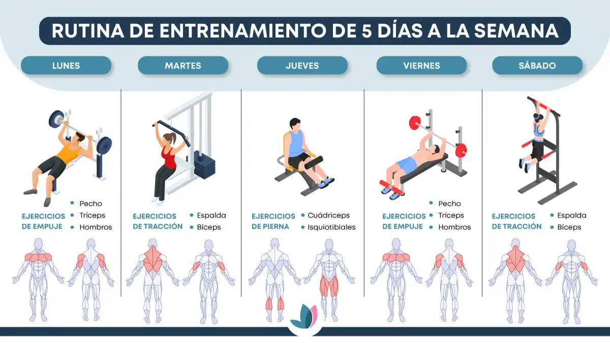 Músculos a trabajar en rutina de entrenamiento de 5 días a la semana