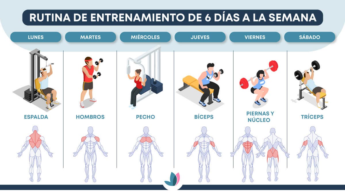Músculos a trabajar en una rutina de entrenamiento de 6 días a la semana