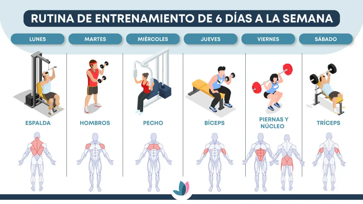 Músculos a trabajar en una rutina de entrenamiento de 6 días a la semana