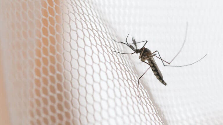 Cómo eliminar mosquitos de una habitación de forma natural