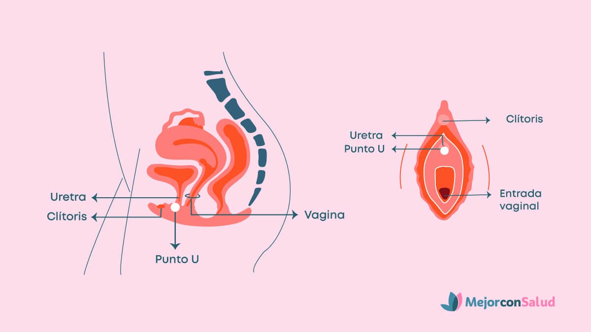 Ubicación del punto U femenino.