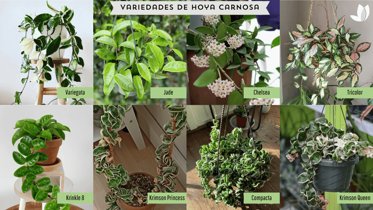 ¿Cómo cuidar la flor de cera (hoya carnosa)? Trucos para su crecimiento