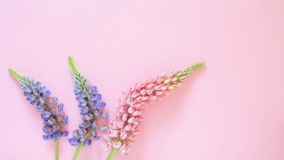 Cuidados de la lavanda: cultivo, luz, fertilización y mucho más.