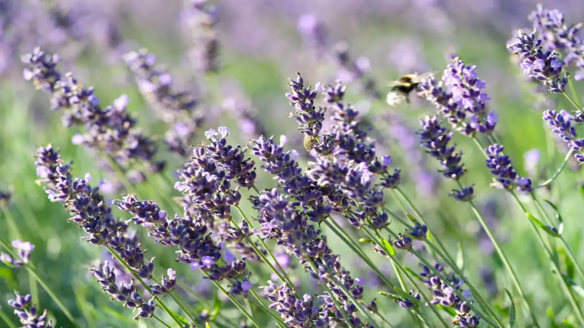 Cuidados de la lavanda: cultivo, luz, fertilización y mucho más.