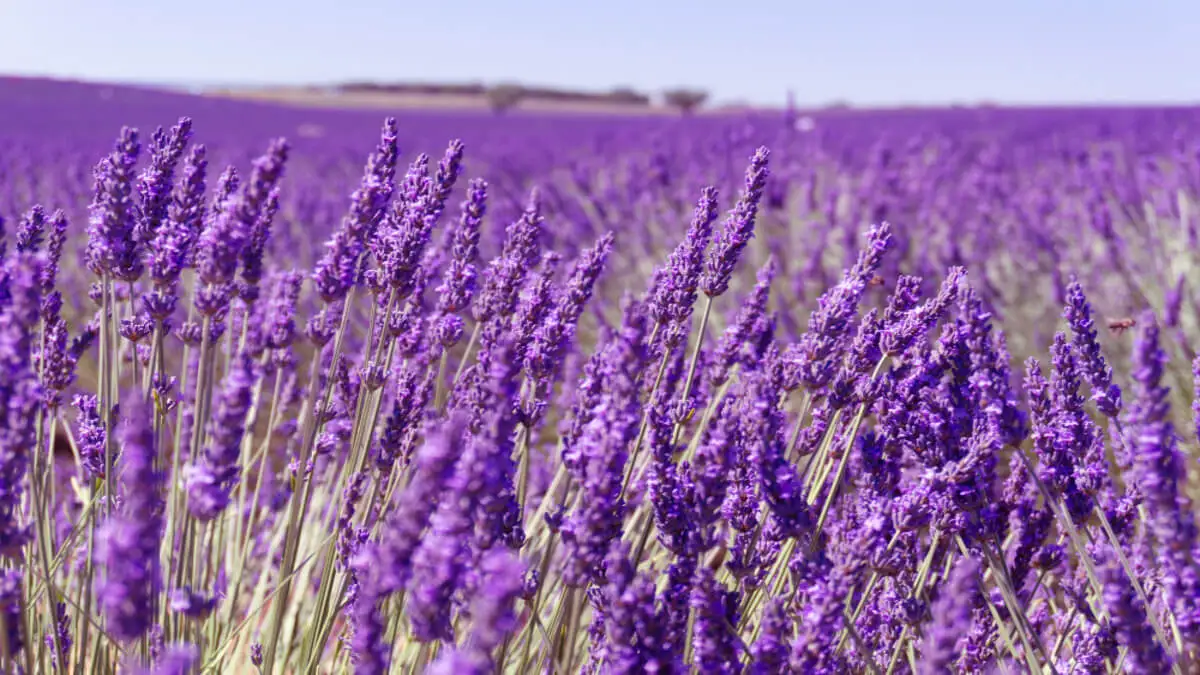 Cuidados de la lavanda: cultivo, luz, fertilización y mucho más.