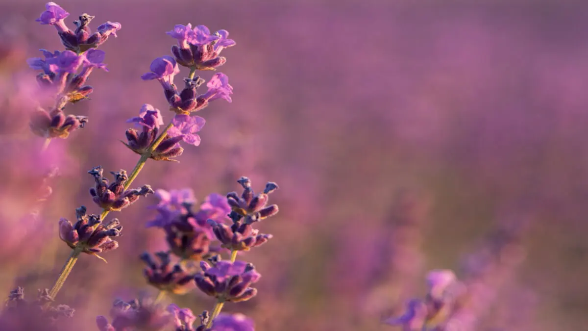 Cuidados de la lavanda: cultivo, luz, fertilización y mucho más.