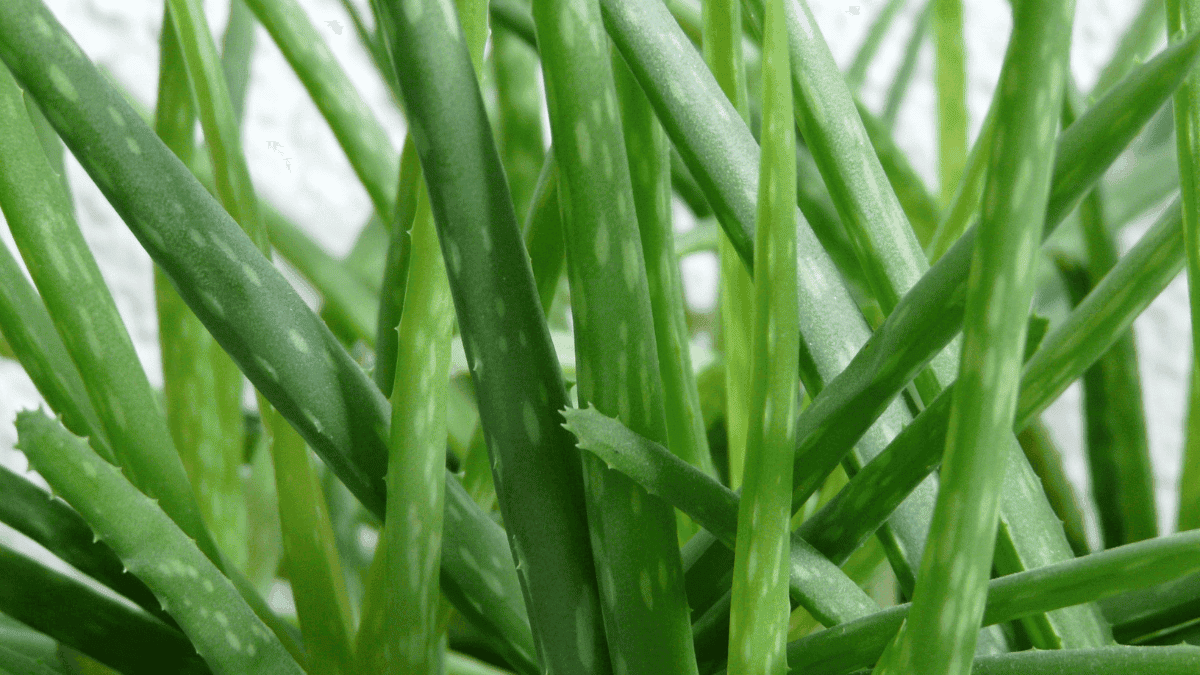 Ramas de aloe vera.
