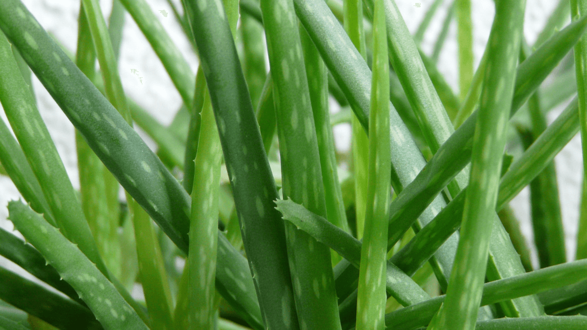 Ramas de aloe vera.