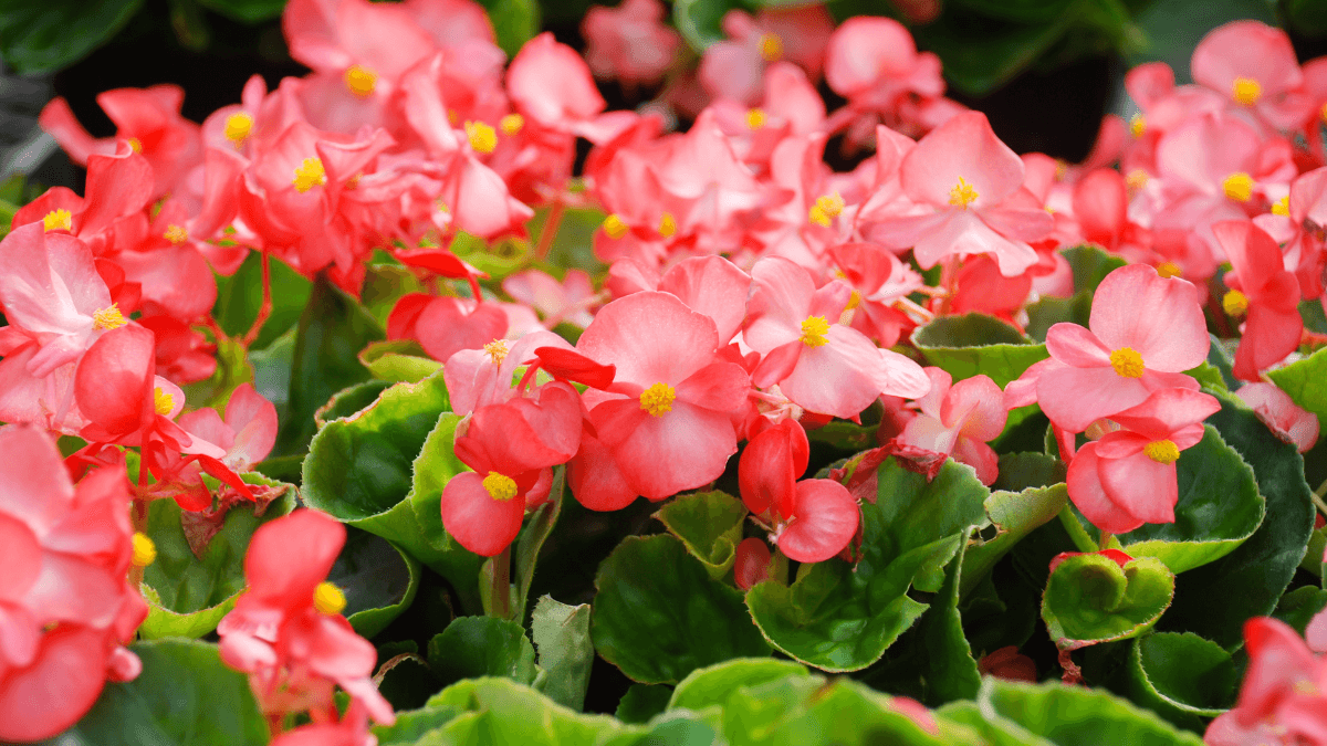 Planta begonia con flores rosadas.